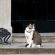 Illustration for article titled A Question About Brexit: Does 10 Downing Street Get to Keep Larry the Cat?